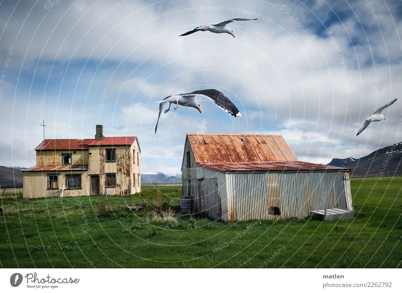 forsake sb./sth. Landscape Plant Sky Clouds Spring Beautiful weather Grass Mountain Fjord House (Residential Structure) Hut Wall (barrier) Wall (building)