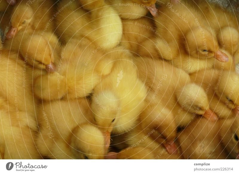 chick Animal Farm animal Bird Wing Group of animals Baby animal Yellow Peaceful Chick Cuddling Keeping of animals Intensive stock rearing Livestock breeding