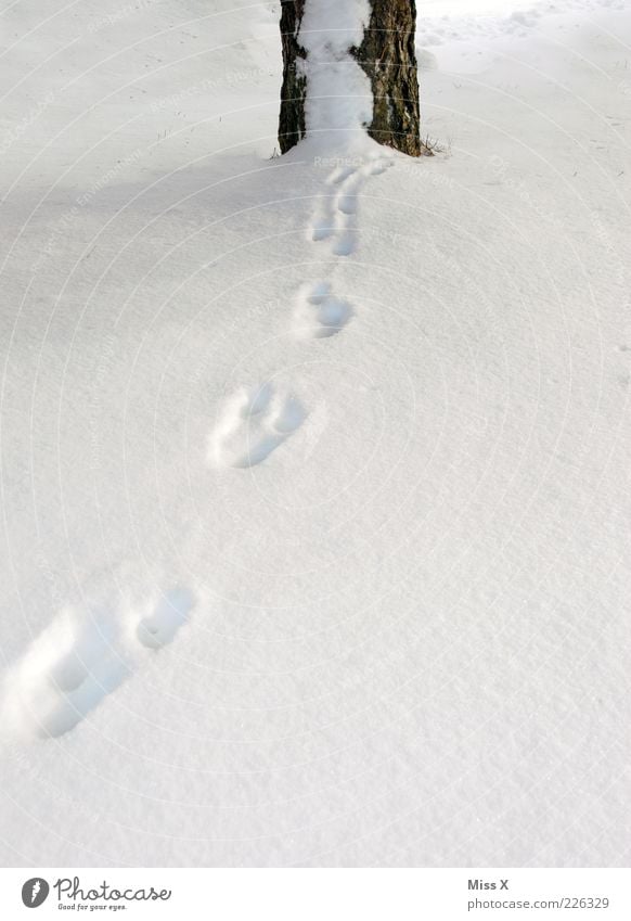 Tracks in the snow Winter Snow Tree Animal tracks Cold Tree trunk Colour photo Exterior shot Deserted Copy Space bottom Snow track Mysterious Vanished