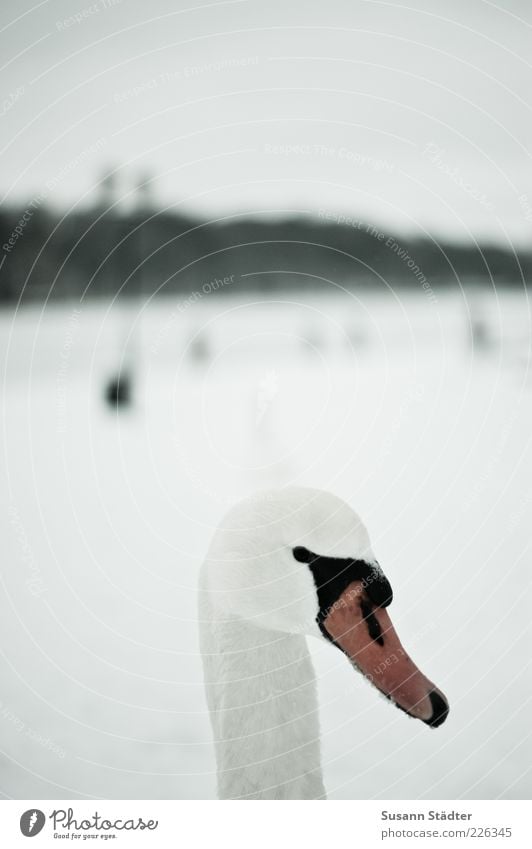 no black swan Wild animal Bird Swan Animal face Observe Neck Snow White Winter Malchow Snow layer Blur Subdued colour Exterior shot Close-up Detail Deserted