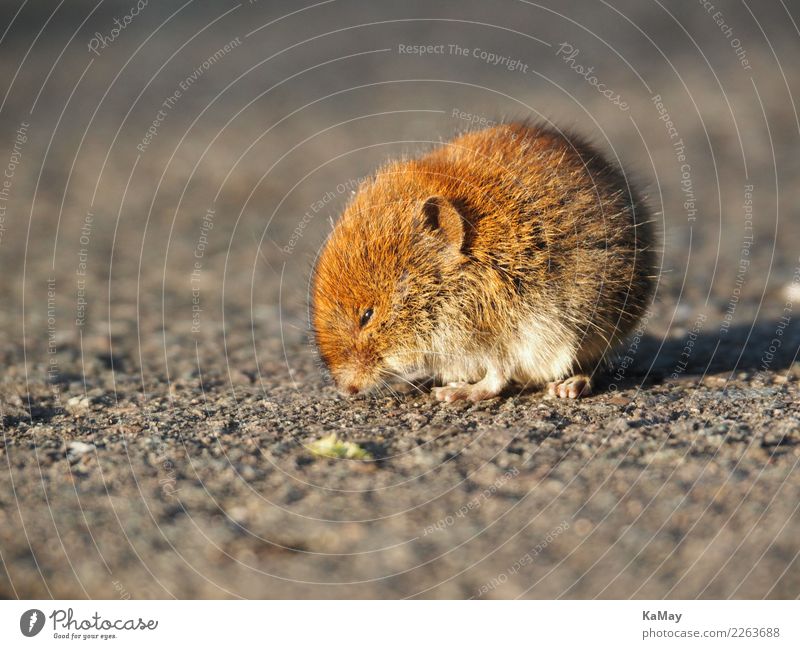 Close-up of a vole Nature Animal Wild animal Mouse Field vole Rodent 1 Sit Wait Small Cute Brown Environment arvicolinae laterally mice Individual wildlife