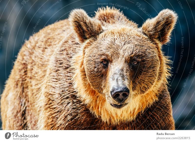 Brown Bear (Ursus Arctos) Portrait Environment Nature Landscape Animal Wild animal Animal face 1 Aggression background wildlife Mammal big Grizzly ursus arctos