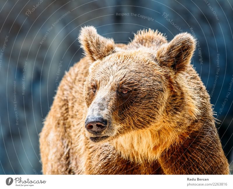 Brown Bear (Ursus Arctos) Portrait Animal Wild animal Animal face 1 Stand Large Black Nature background wildlife Mammal big Grizzly ursus arctos predator Taiga