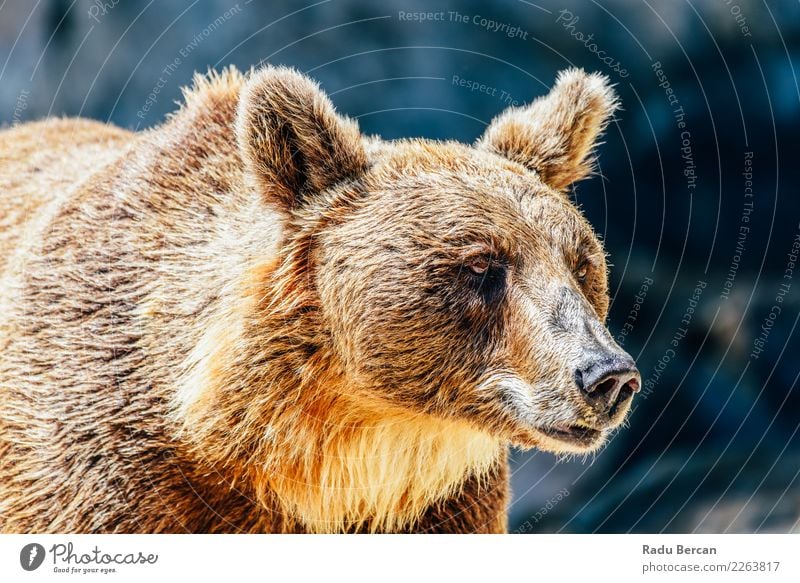 Brown Bear (Ursus Arctos) Portrait Animal Wild animal Animal face 1 Stand Large Black Energy Nature background wildlife Mammal big Grizzly ursus arctos predator