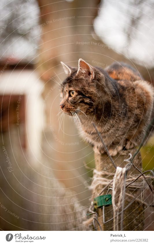 "Pussy" Cat Observe Sit Curiosity Secrecy Timidity Fence Fence post Whisker Watchfulness Interest Anxious Precision Colour photo Exterior shot Animal portrait