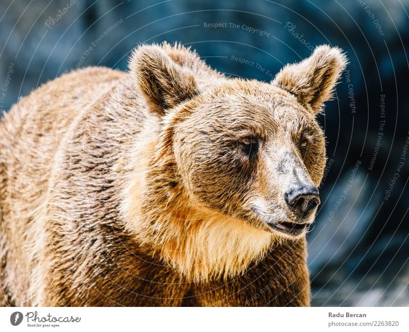 Brown Bear (Ursus Arctos) Portrait Animal Wild animal Animal face Zoo 1 Stand Large Black Curiosity background wildlife Mammal big Grizzly ursus arctos predator