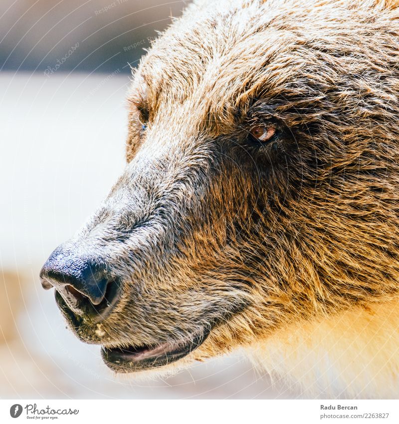 Brown Bear (Ursus Arctos) Portrait Nature Animal Wild animal Animal face 1 Aggression Threat Large Dangerous background wildlife Mammal big Grizzly ursus arctos