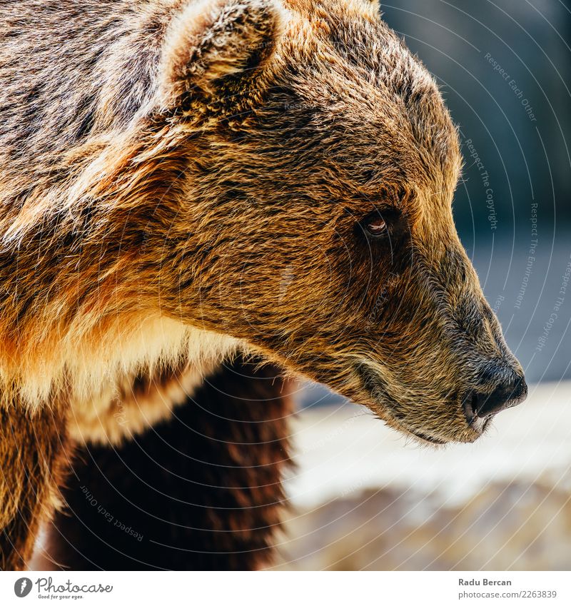 Brown Bear (Ursus Arctos) Portrait Environment Nature Animal Wild animal Animal face 1 Large Black background wildlife Mammal big Grizzly ursus arctos predator