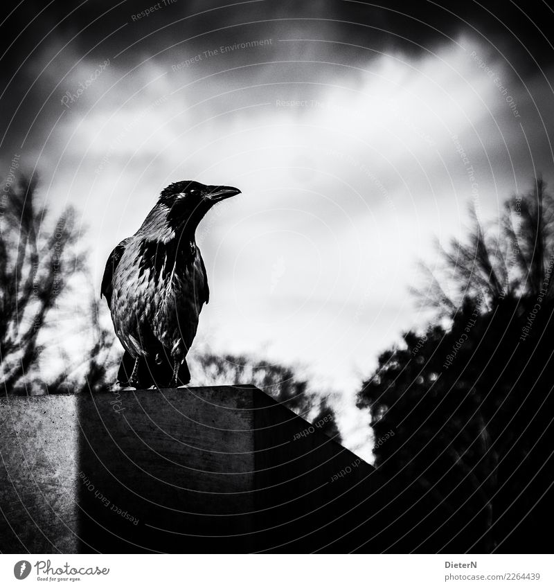 Overview of the Sky Clouds Animal Bird 1 Gray Black White Berlin Concrete Crow Bushes Black & white photo Exterior shot Deserted Copy Space top