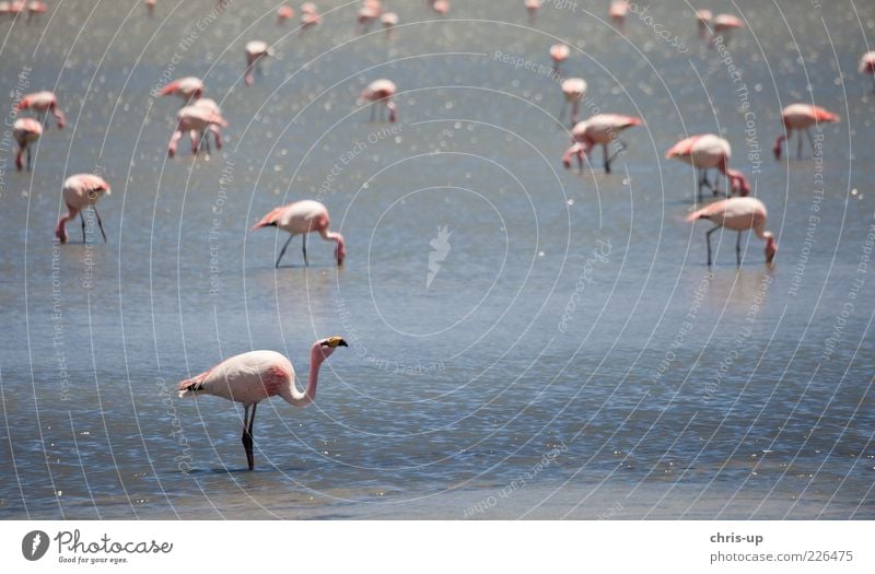 flamingos Far-off places Safari Environment Nature Landscape Animal Water Coast Lakeside Lagoon Wild animal Bird Flamingo Wing Group of animals To feed Blue