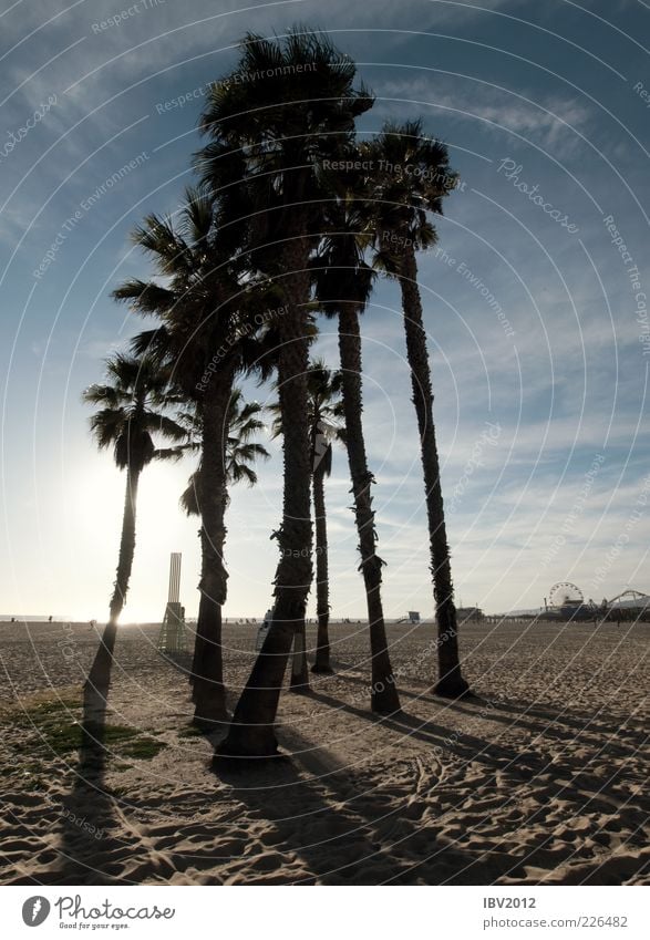 high up Nature Sand Sky Clouds Sun Beach Ocean Relaxation santa monica Los Angeles Amusement Park Palm tree Footprint USA California Coast Americas Colour photo