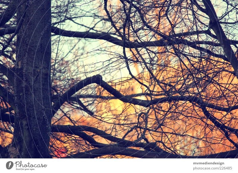 tree Nature Elements Beautiful weather Tree Strong Twigs and branches Branched Retro Colours Gorgeous Detail Tree trunk Fat Shallow depth of field Colour photo