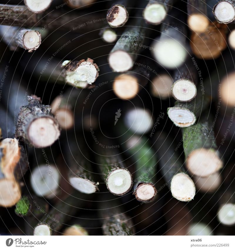 wooden Wood Black Twig Branch Colour photo Blur Many Tree bark Difference Deserted Cut