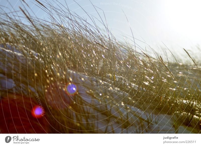 western beach Environment Nature Sunlight Plant Grass Wild plant Coast Beach Baltic Sea Beach dune Marram grass Darss Illuminate Natural Moody Colour photo