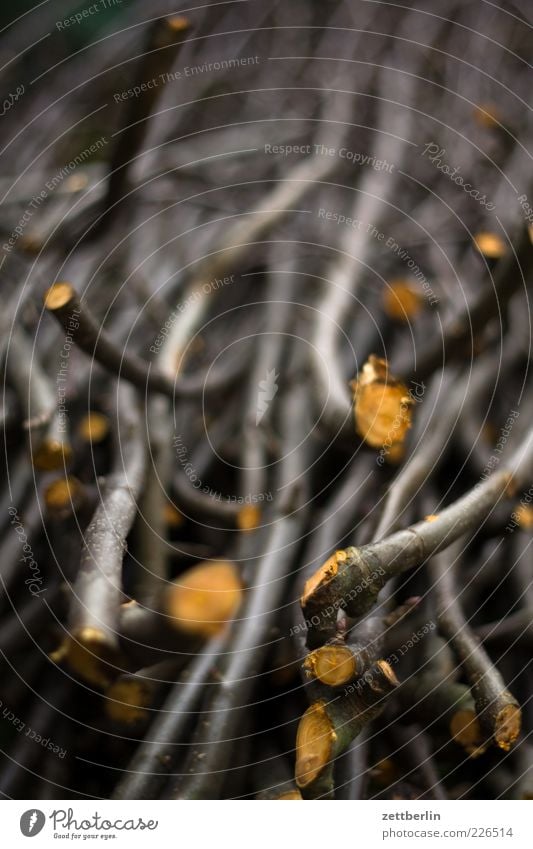 Branching out the apple tree Gardening Environment Nature Plant Tree Agricultural crop Twig rod Tree bark Colour photo Exterior shot Deserted Copy Space right