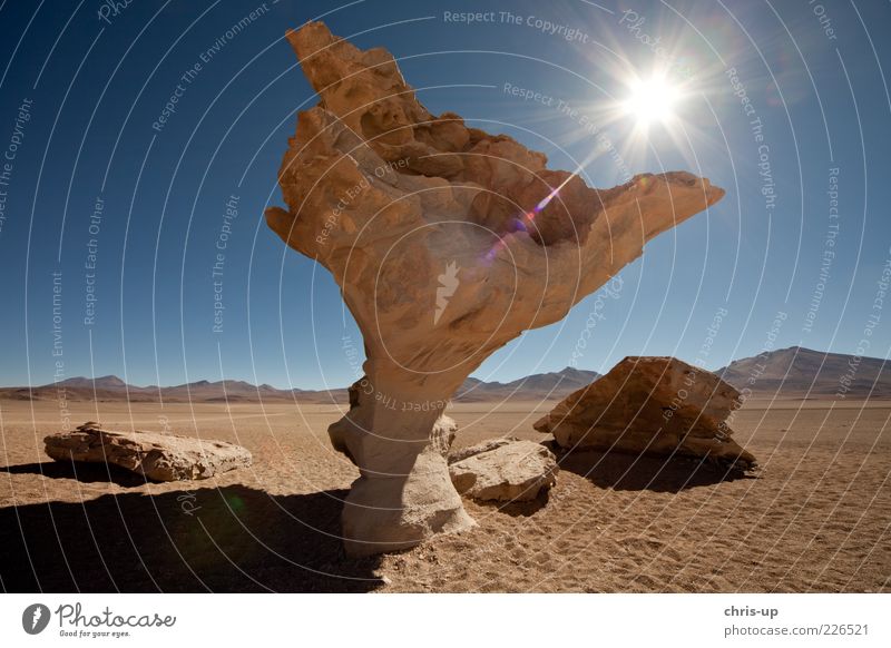 stone tree Far-off places Freedom Summer Sun Mountain Environment Nature Landscape Elements Earth Sand Drought Rock Desert Hot Bright Esthetic Climate Whimsical