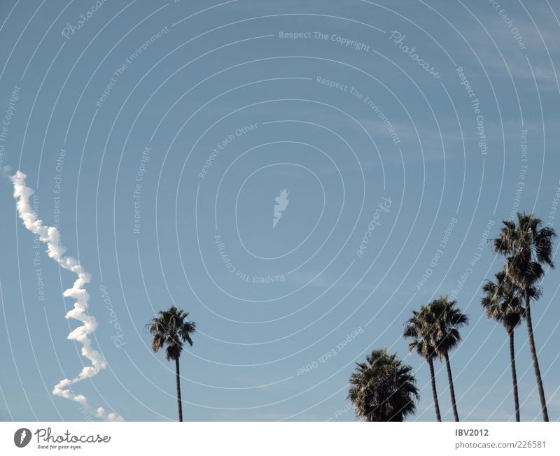 Cloud or smoke? Vacation & Travel Far-off places Nature Plant Exceptional Palm tree Sky Clouds Contrast Colour photo Exterior shot Deserted Morning Smoke cloud