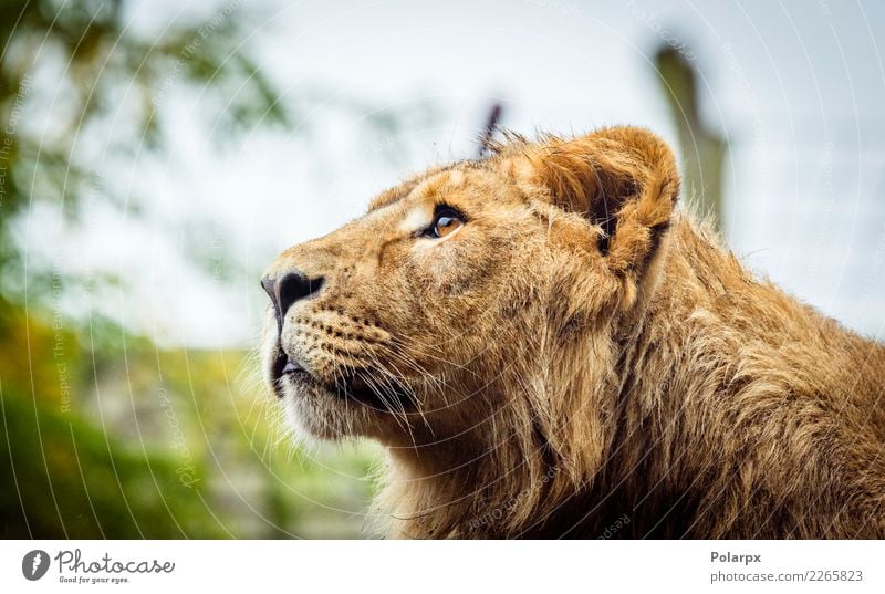 Female lion with wet fur Face Safari Man Adults Zoo Nature Animal Fur coat Cat Large Wild Brown Black Power Might Dangerous Lion head predator wildlife Mane big