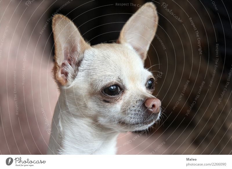 chihuahua Dog Animal Pet Mammal Beautiful Sweet Honey Animal portrait Puppy Small Terrier Nose Chihuahua Desert Purebred dog White Looking Head