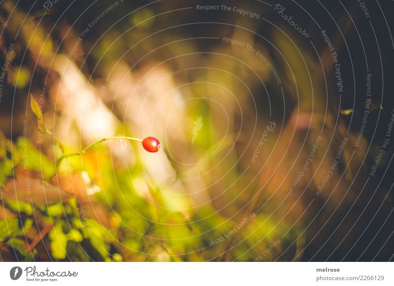 red one ... Nature Autumn Beautiful weather Plant Grass Bushes Wild plant Berry bushes Berries Fruit Forest Patch of colour Loneliness Blur Colour Illuminating