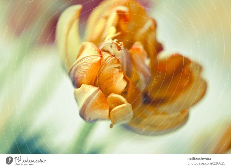 tulip Nature Plant Flower Tulip Blossom Pot plant Blossoming Esthetic Pastel tone Faded Colour photo Multicoloured Interior shot Studio shot Close-up Detail