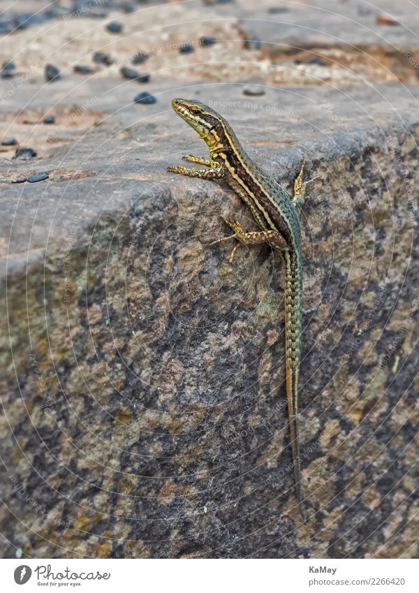 Close-up of a wall lizard Nature Animal Wild animal Wall lizard 1 Sit Wait Gold Green Watchfulness Curiosity Lizards Reptiles Podarcis muralis wildlife