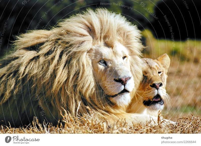 White Lion Pair Nature Animal Cat 2 Lie Dream Esthetic Happy Brown Yellow Gold Green Black Passion Love Love of animals Calm Adventure Eroticism white lions