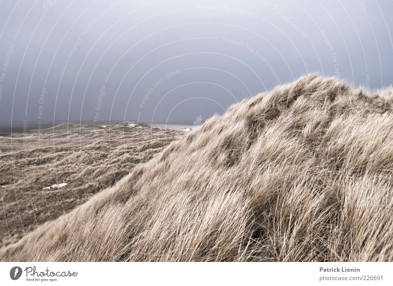 feel the storm Environment Nature Landscape Plant Elements Air Sky Storm clouds Climate Climate change Weather Bad weather Wind Gale Bushes Coast Beach