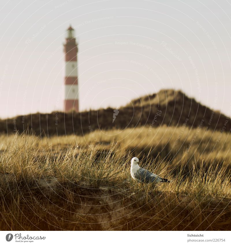 Seagull&Lighthouse Vacation & Travel Tourism Summer Summer vacation Sun Nature Landscape Weather Beautiful weather Hill North Sea Island Animal Wild animal Bird