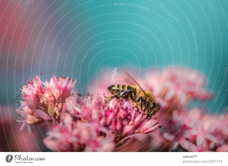 pink flower starlet Environment Nature Plant Animal Sky Summer Flower Blossom Sedum Garden Bee Insect Honey bee 1 Blossoming Fragrance Blue Pink Colour Pollen