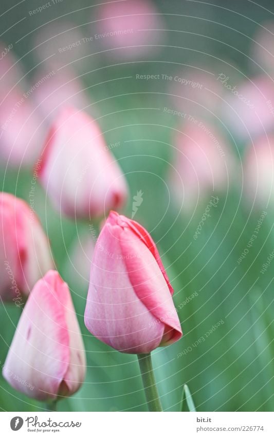 Tulipa [LUsertreffen 04|10] Nature Plant spring Summer flowers Garden Park Meadow already Pink Tulip blossom Bud Closed Bulb flowers Blossoming Blossom leave