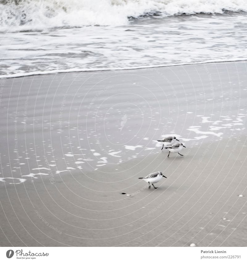 Alpine Sandpiper Environment Nature Animal Elements Water Weather Waves Coast Beach North Sea Ocean Island Wild animal Bird 3 Walking Elegant Beautiful Small