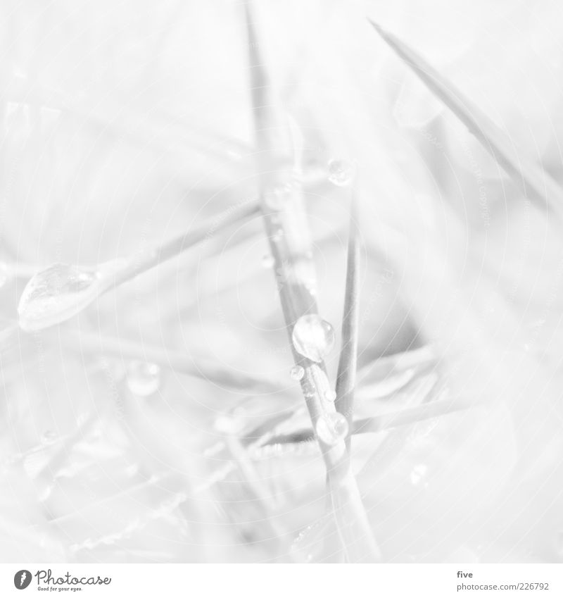 blades of grass Nature Earth Grass Bright Wet White Drop Blade of grass Meadow Black & white photo Exterior shot Close-up Detail Macro (Extreme close-up)