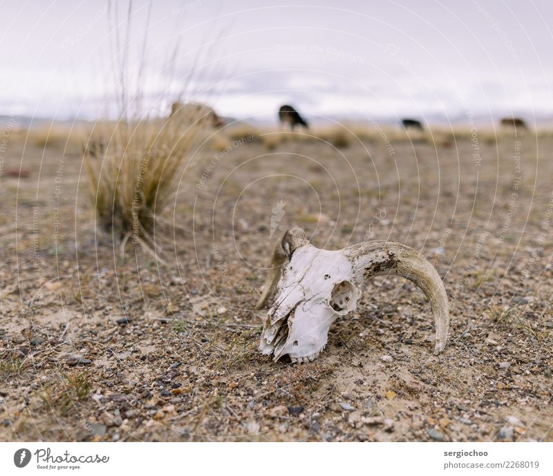 ram skull Ram Moody Fear Horror Fear of death Dangerous Stress Timidity Decay Badlands Animal skull Hell Hallowe'en Death Apocalypse Apocalyptic sentiment Chaos