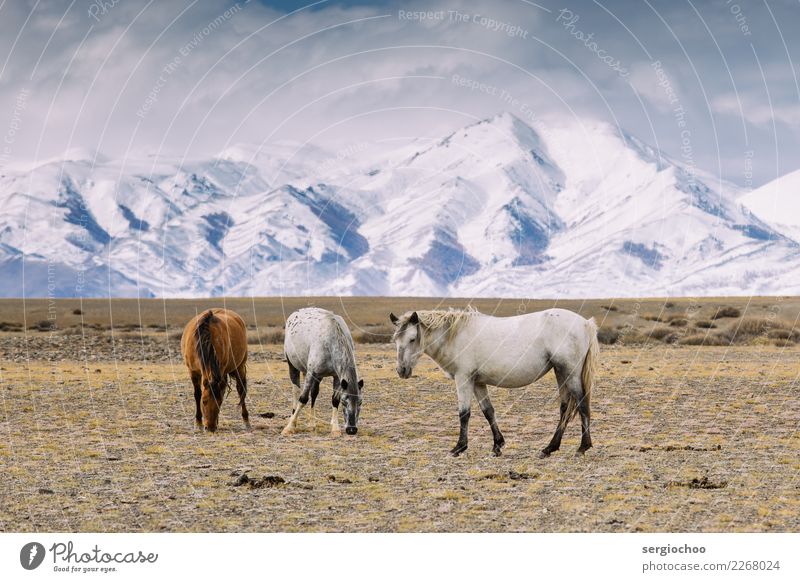 wild horses Nature Landscape Animal Spring Autumn Winter Climate change Snow Drought Field Alps Mountain Peak Snowcapped peak Desert The Altai Mountains Horse