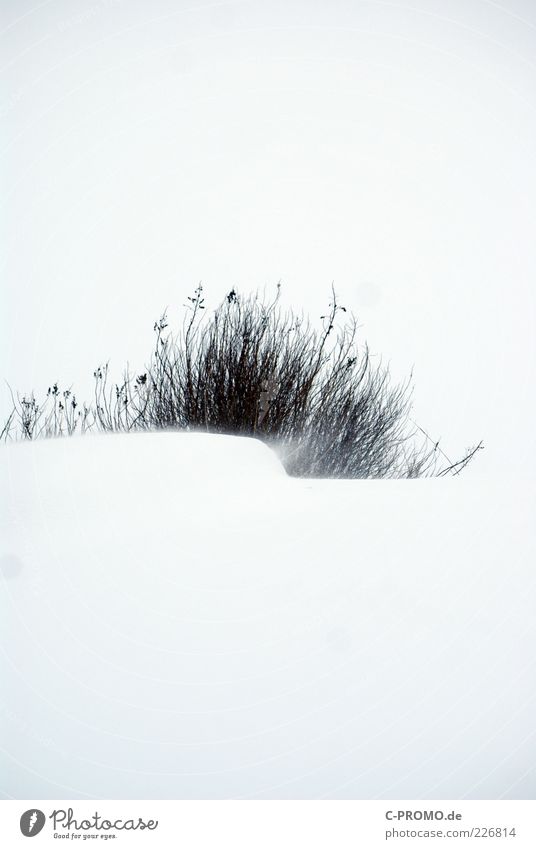 blizzard Wind Snow Bushes Cold White Snowstorm Colour photo Subdued colour Exterior shot Detail Copy Space top Copy Space bottom Contrast Snowdrift Silhouette