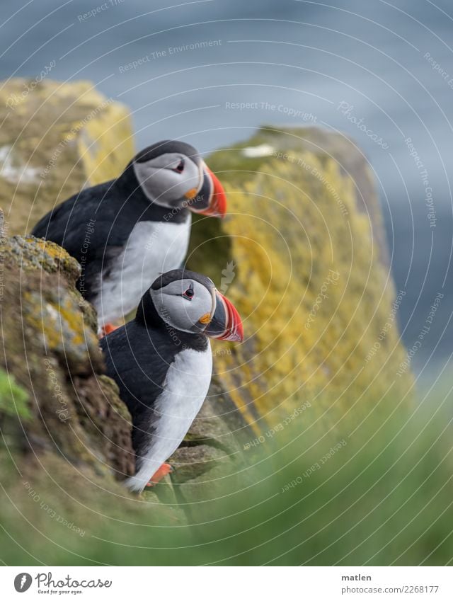 closing time Nature Spring Moss Rock Coast Animal Wild animal Bird Animal face 2 Pair of animals Sit Maritime Cute Blue Yellow Gray Green Orange Red Puffin