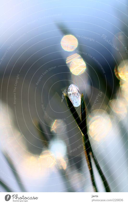 Diamonds and Pearls Nature Plant Crystal Fantastic Glittering Natural Pure Glitzy Luxury Colour photo Exterior shot Macro (Extreme close-up) Deserted