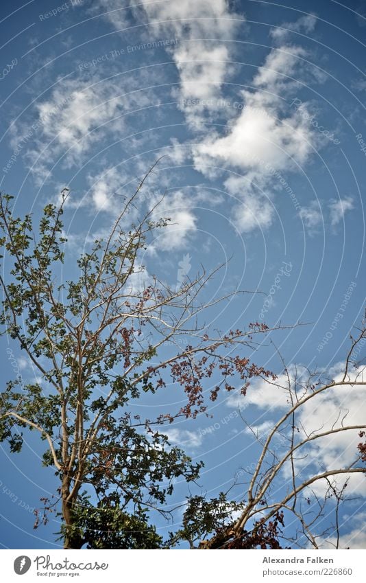 Green Blue White. Environment Nature Plant Sky Clouds Summer Climate Weather Beautiful weather Tree Leaf Bushes Branch Colour photo Deserted Copy Space top Day