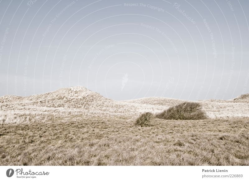 so lonely Environment Nature Landscape Elements Air Sky Cloudless sky Climate Weather Wind Plant Wild plant Moody Amrum Dune Sparse Loneliness Hill