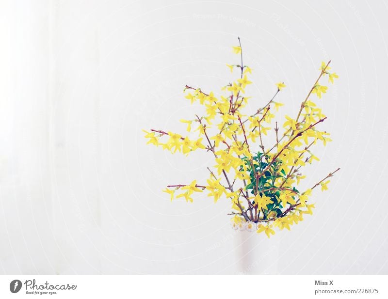 forsythia Spring Bushes Leaf Blossom Blossoming Fragrance Bright Yellow White Flower vase Bouquet Forsythia blossom Branch Spring flowering plant Colour photo