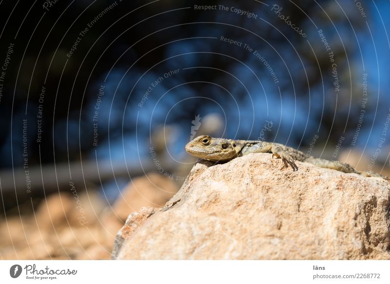 heat seeker Beautiful weather Warmth Rock Mountain Animal Lizards 1 Observe Relaxation Lie Wait Curiosity Heat Colour photo Exterior shot Copy Space top