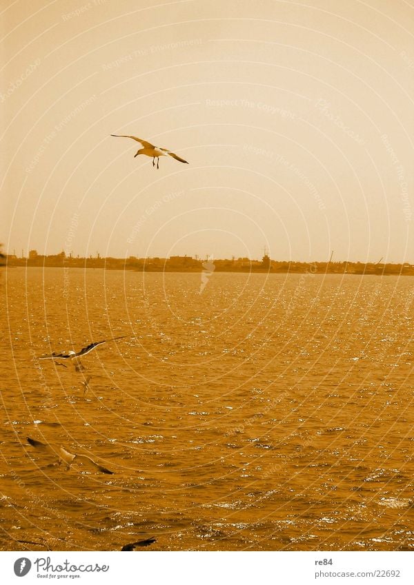 orange view - northern sea Seagull Ocean Beach Vacation & Travel Ferry Netherlands Watercraft Orange Sky North Sea Looking Texel