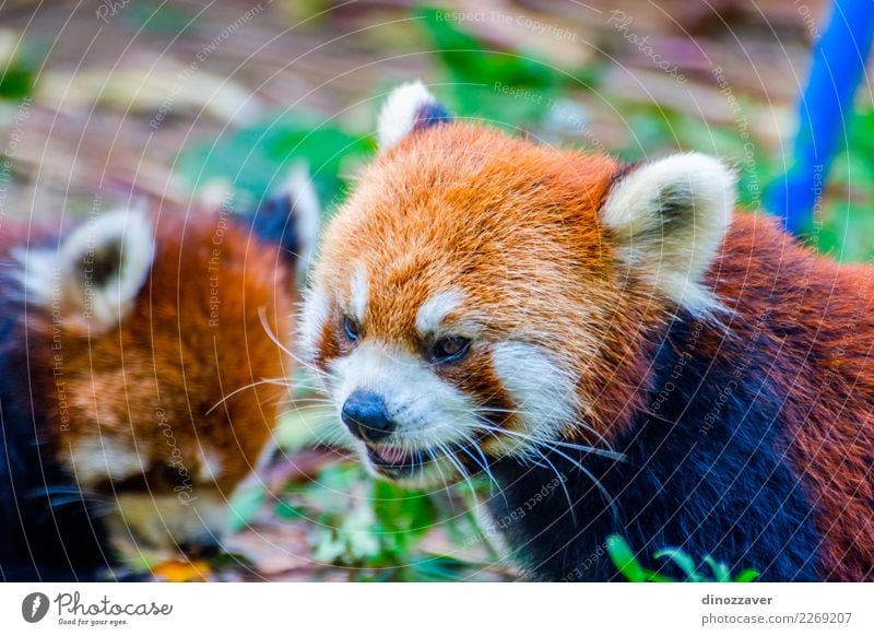 Red panda (Ailurus fulgens) eating pumpkins Eating Safari Zoo Nature Animal Leaf Park Forest Fur coat Pet Cat Small Cute Wild Brown Green White Panda wildlife