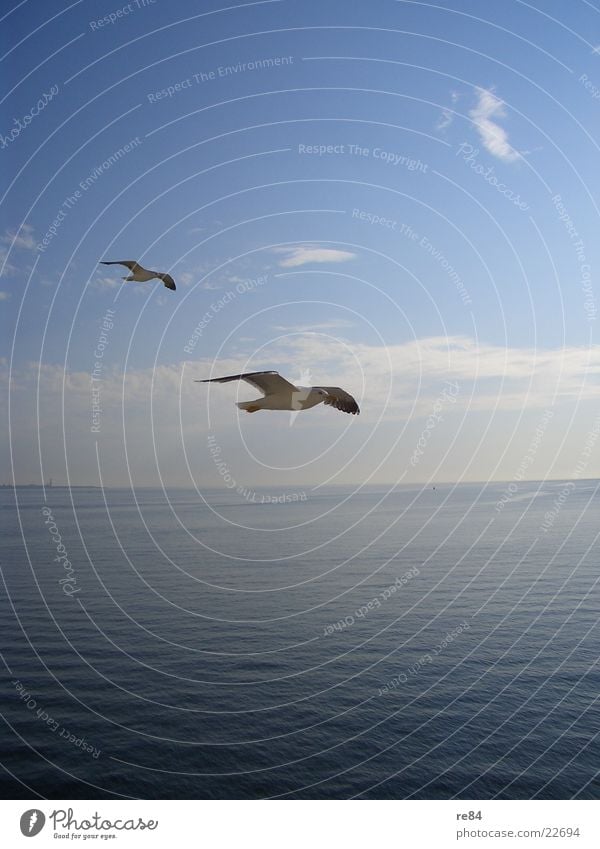 Approach to Texel Seagull Ocean Netherlands Clouds Animal White Aviation Water North Sea Looking Wing Clarity Flying Blue Contrast