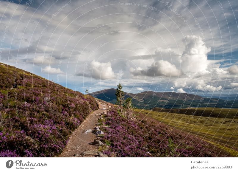 Path through heather in high moor Vacation & Travel Summer Hiking Landscape Clouds Horizon Plant Grass Bushes Moss Leaf Blossom Mountain heather Hill Bog Marsh