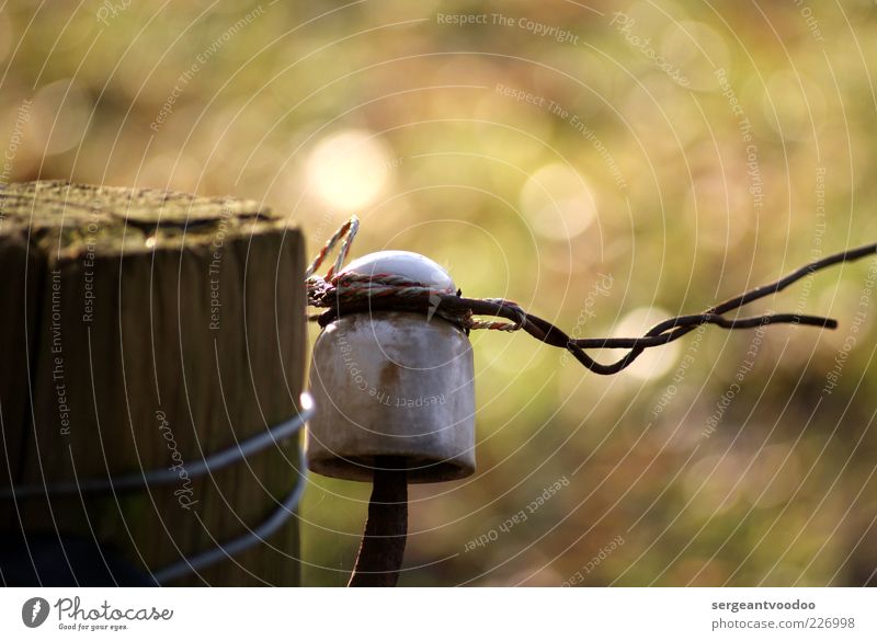 Like a bird on a wire... Fence post Barbed wire fence Electrified fence Wood Rust Knot Relaxation Dream Free Near Thorny Green Emotions Moody Spring fever