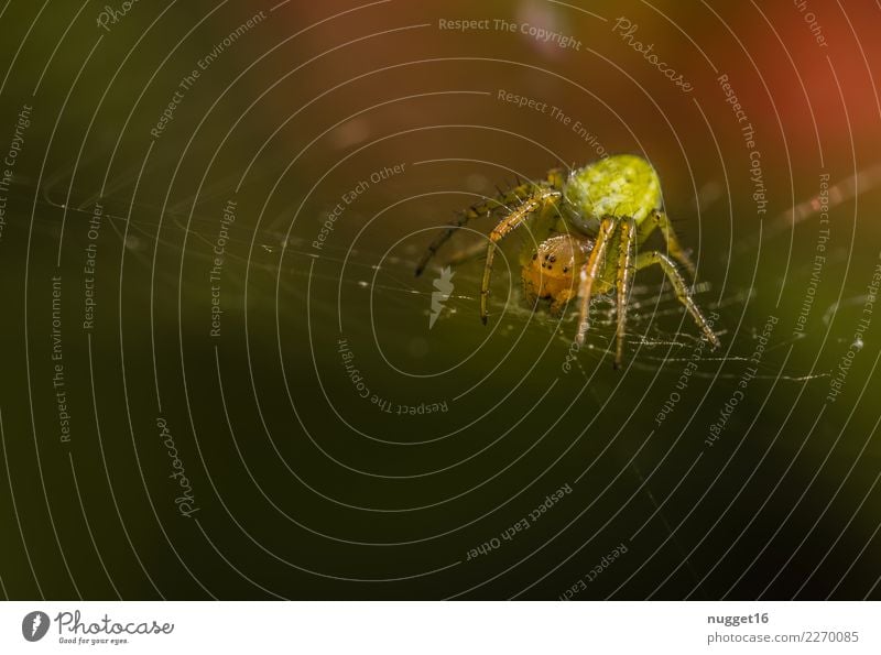 pumpkin spider Environment Nature Animal Sunlight Spring Summer Autumn Beautiful weather Garden Park Meadow Field Forest Wild animal Spider Animal face