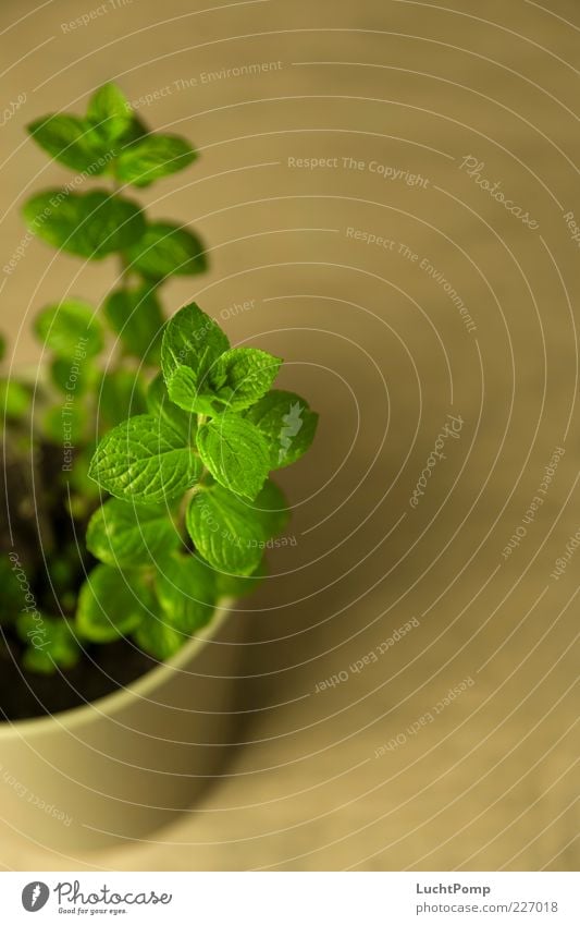 mint Mint Mint leaf Plant Leaf Aromatic Fragrance essential oils Flowerpot Green Fresh Crunchy Wooden table Rachis Leaf green Intensive Shallow depth of field