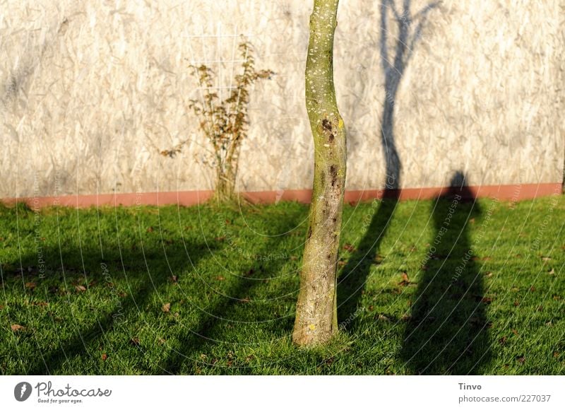 Paradise end. Environment Nature Tree Grass Wall (barrier) Wall (building) Sadness Disappointment Loneliness Colour photo Exterior shot Copy Space left Day